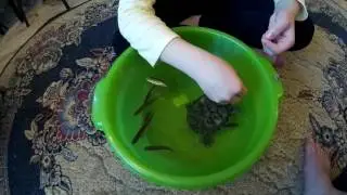 Красноухая черепаха кушает живую рыбу