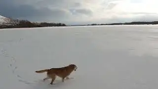 Охота на зайца. Выжлец РГ 