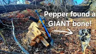 Cutting firewood from a MASSIVE fallen Red Oak | Battery powered Dewalt chainsaw 