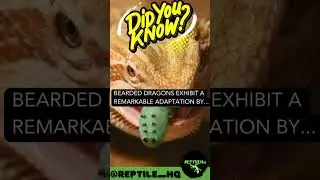 Bearded Dragons exhibit a remarkable adaptation by...