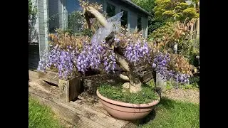 Wisteria Bonsai Airlayer a full year project to create a new tree. A look at Swampy as well.
