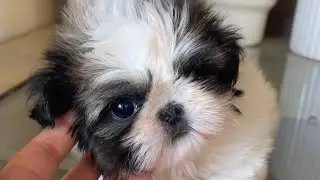A Beautiful Shih Tzu Puppy  🐶
