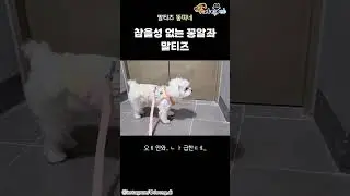 엘레베이터 늦게 오는 건 못 참는다는 강아지
