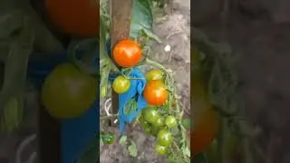 помидоры #дача #огород #рассада #дом #помидоры