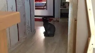 Кот Тишка испугался стука дверцы