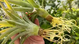 Процесс корнеобразования у коронок ананаса. Укореняю коронку.
