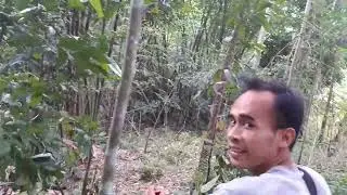 Tinggal di pondok kebun