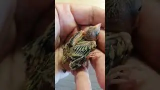 Мой успешный эксперимент - выкармливание любых птенцов с яйца