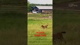 #viral