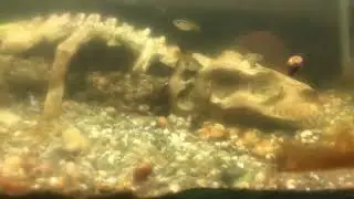 Serla el final de la línea ?