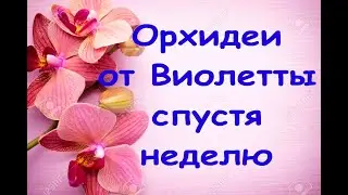 ОРХИДЕИ от Виолетты 7 ДНЕЙ спустя,мой УХОД за 