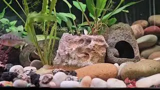 Another Happy Customer ‎@DansFish  | Fish Update | Mail Call all Week!
