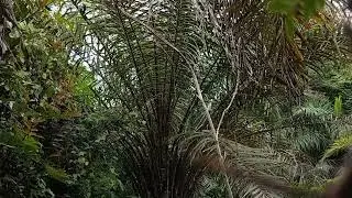 pikat burung merbah‼️termudah