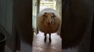 Larry The Ram Before And After Shearing #shorts