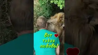 Что случилось? Нормальный же был директор. #тайган  #олегзубков #лев #shortsvideo