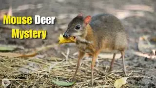 Neither Mouse Nor Deer | The Secrets of the Ancient Chevrotain