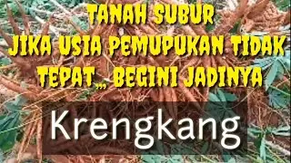 Usia Tanaman Singkong Yang Tepat Saat Pemupukan_ Salah Usia pemupukan, Bisa Krengkang