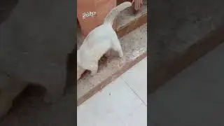 gala na pusa