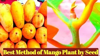 |How to Grow| a Mango Tree| from Seed.| Quick Results| within Weeks|