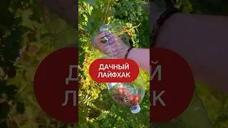 Как быстро собрать ягоду! Дачный лайфхак! 