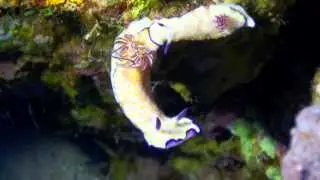 Nudibranchs at Ras Bob Egypt HD