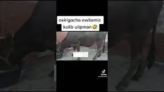 БИР МАЗЗА КИЛИБ КУЛИНГИЗЛАР 😁😁😁😁😁