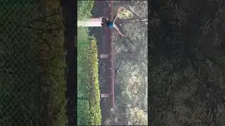 See the Peacock flying  🦚