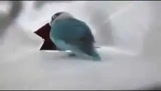 Попугай танцует лезгинку