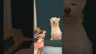 “Rebirth” sheet music 🎼 #originalmusic #piano #jazz #dogsofyoutube