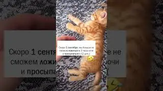 Котики 🐈 скоро… Правда жизни 😂😂😂 #школа #прикол #cat #юмор #funnyanimals #приколыскотами