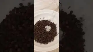 #dropping #pepper #seeds #satisfying #sounds #YouTube #shorts.