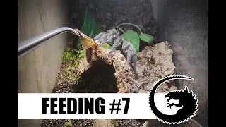 FEEDING #7: ... w którym pająki ni chuja nie chcą jeść.