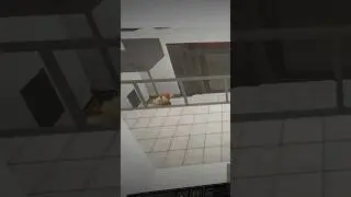 SCP-173 Karate Kicked Bacon Girl! #roblox #scp173 #funny #bacon #karate