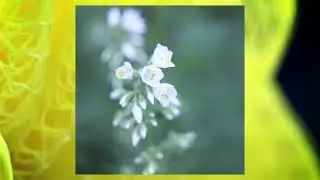 sonnov - Ofex