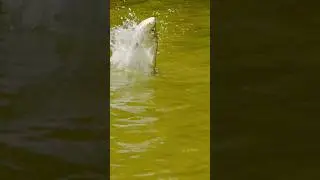 When you see it…. #fishingshorts #flyfishing #fishing #fish #tarpon #tarponfishing