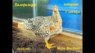 ПРОДАЖА или ОБМЕН цыплят БИЛЕФЕЛЬДЕР / Продажа Петушков и курочек билефельдер / Мари Мистик птицы