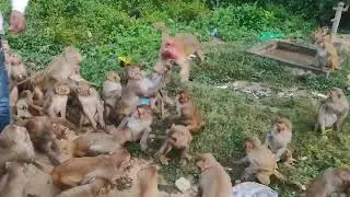 Hungry Monkey | भूखे बंदर | Funny Monkey| Monkey
