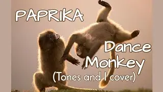 PAPRIKA - Dance Monkey (Tones and I cover)