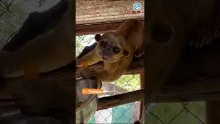 Which animal is your partner?