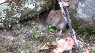 Arvicola Rossastra ripresa ai Monti della Laga