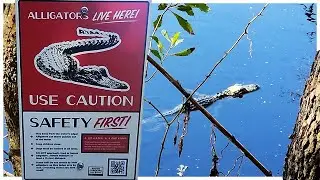Alligators in Myrtle Beach | Free Guided Alligator Walk