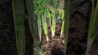 How to Propagate a Snake Plant (2 ways)