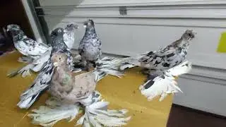 Северокавказские мраморные чубатые.