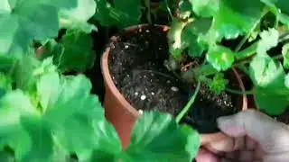 ЛЕРУА МЕРЛЕН , Розы , Гортензии , Хризантемы .  🌹