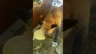 Блин с соусом 😨 #animals #лиса #животные #fox #лисаальма