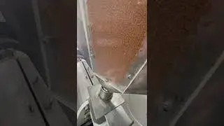 Отжим масла из семени Рыжика (Сурепка ) самая масличная культура с самым высоким содержанием Омега-3