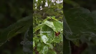 Bei Regen Fotografieren ??