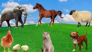 Animal Moments: Chicken, Elephant, Cow, Sheep, Dog, Cat - Animal Sounds