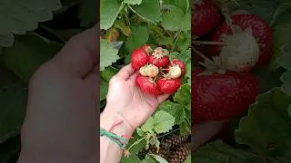 Такую клубнику я люблю🤪Сорт "Сенсация"🍓🍓🍓 #ларисакуркина #клубника #дачныеистории #дача #моменты