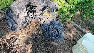 Baby pigs in the woods
